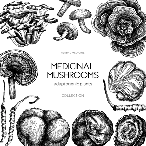 Medicinal mushroom frame design. Hand-drawn vector illustration. Adaptogenic plants sketches. For recipe, menu, label, packaging design.